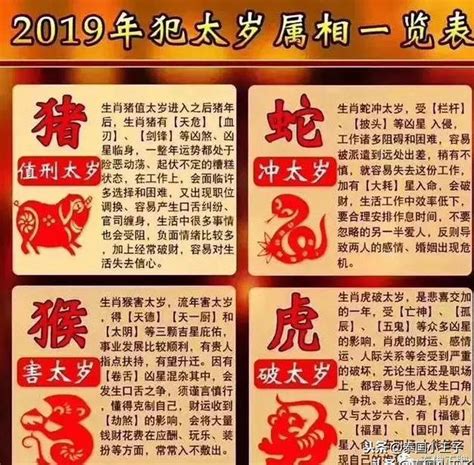 豬 生肖|2025年「4生肖」犯太歲！恐遇小人衰事連連 命理師授趨吉避凶招。